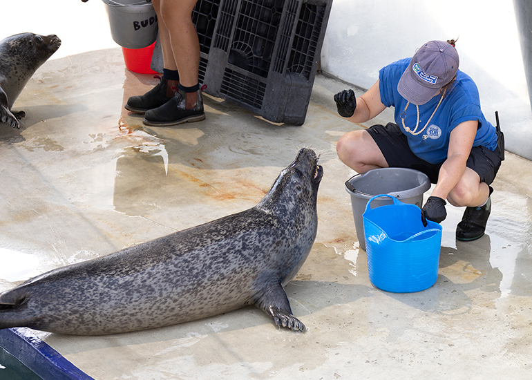 Cornish Seal Sanctuary