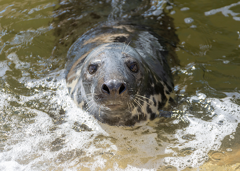 Banana - Cornish Seal Sanctuary