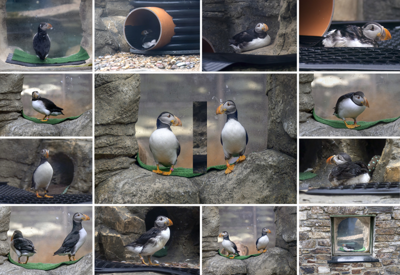 Puffins