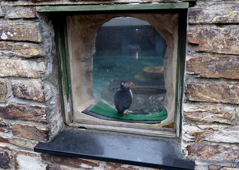 Cornish Seal Sanctuary