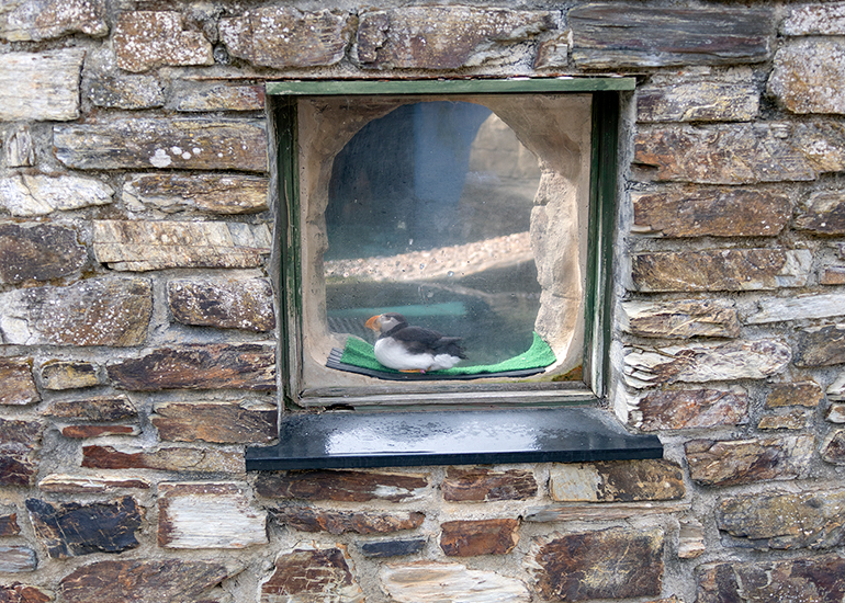 Cornish Seal Sanctuary