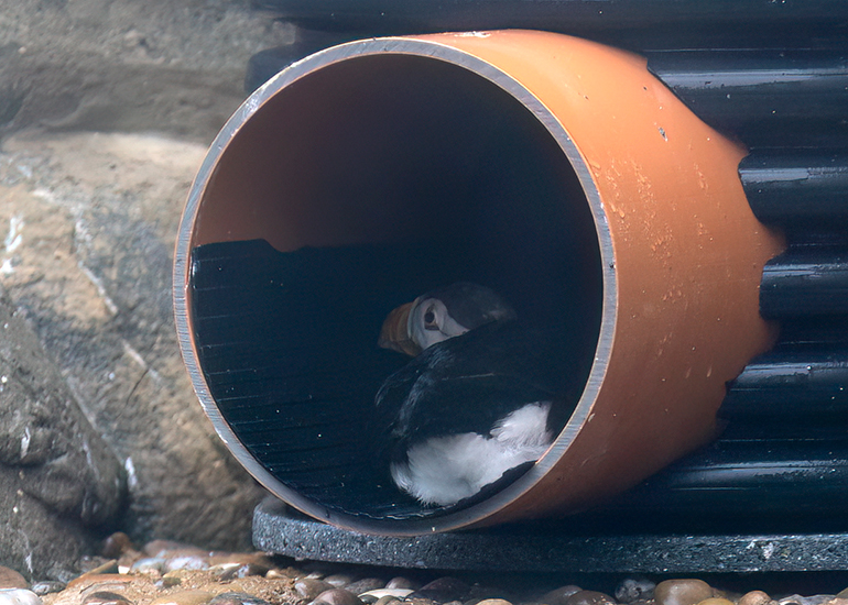 Cornish Seal Sanctuary
