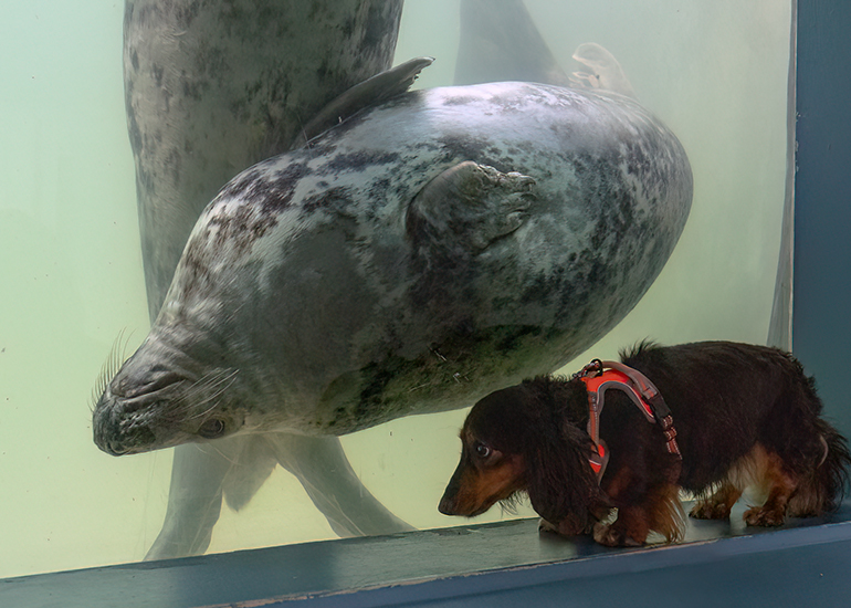 Cornish Seal Sanctuary