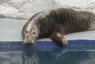 Cornish Seal Sanctuary