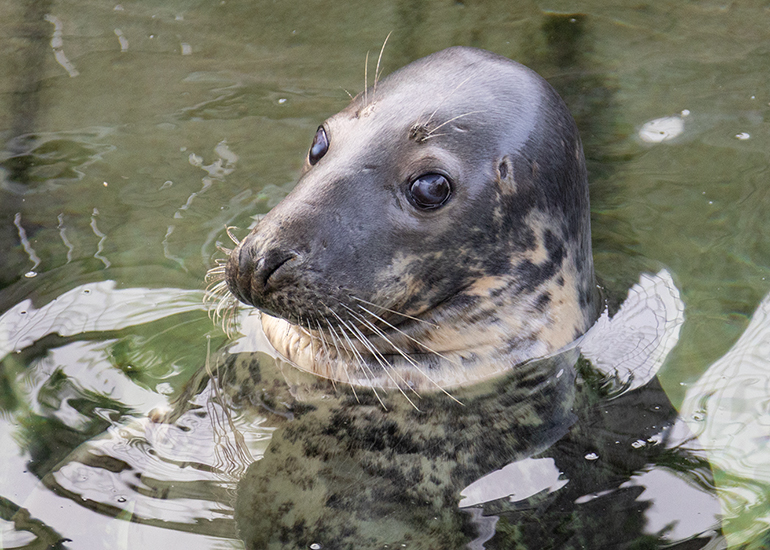 Cornish Seal Sanctuary - 21st September 2026