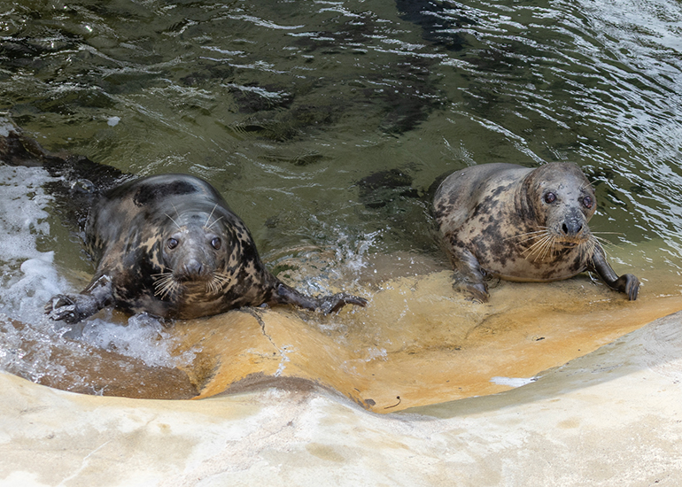 Cornish Seal Sanctuary - 29th September 2026