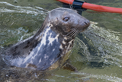 Cornish Seal Sanctuary
