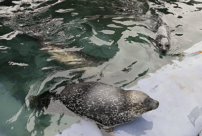 Cornish Seal Sanctuary