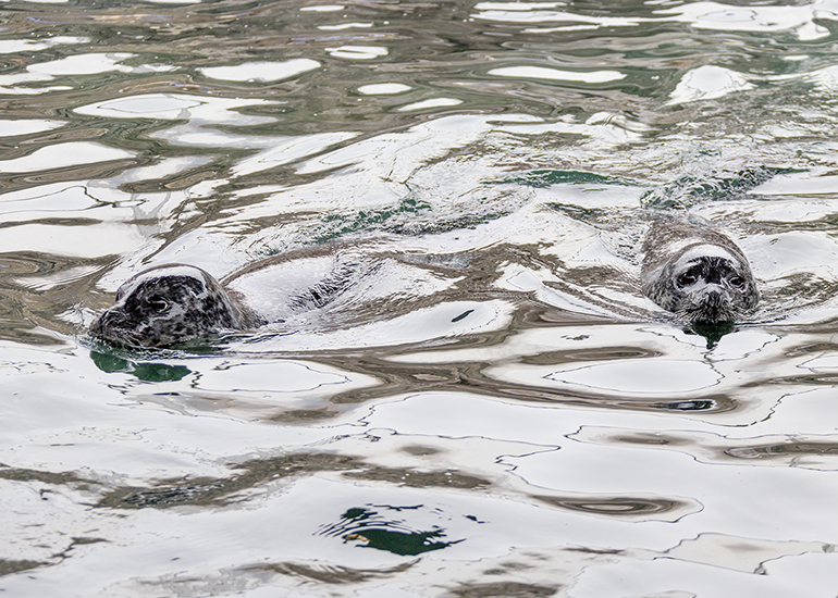 Common Seals