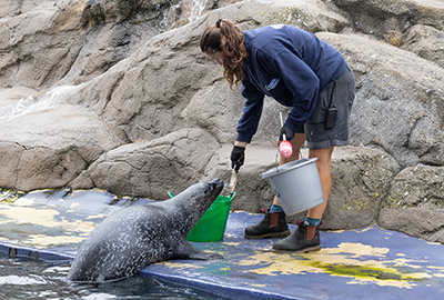 Cornish Seal Sanctuary
