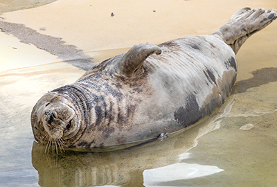 Cornish Seal Sanctuary