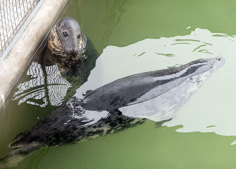 Resident Grey Seals