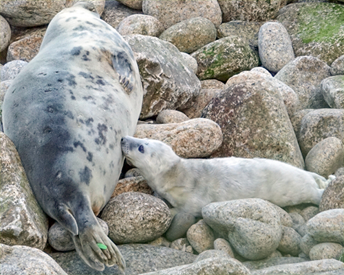 Gwynnvys - Photo Credit - Ben Long, the Seal Field Worker at Lundy Island
