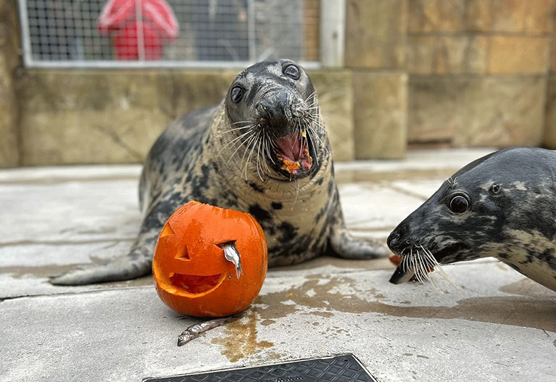 Happy Seal-oween from all of us