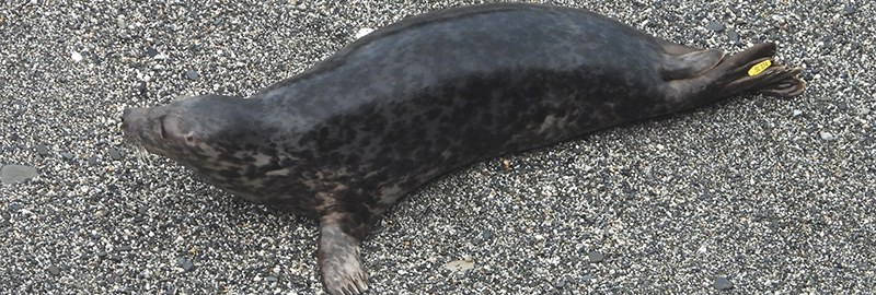 Idris Elba - Photo Credit - Sue Sayer MBE - Seal Research Trust - 8th December 2025