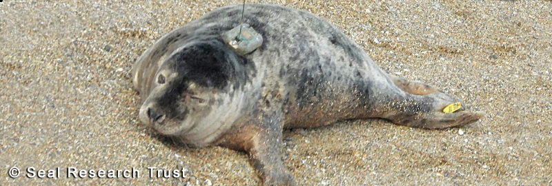 JP - Photo Credit : James Savage - Seal Research Trust