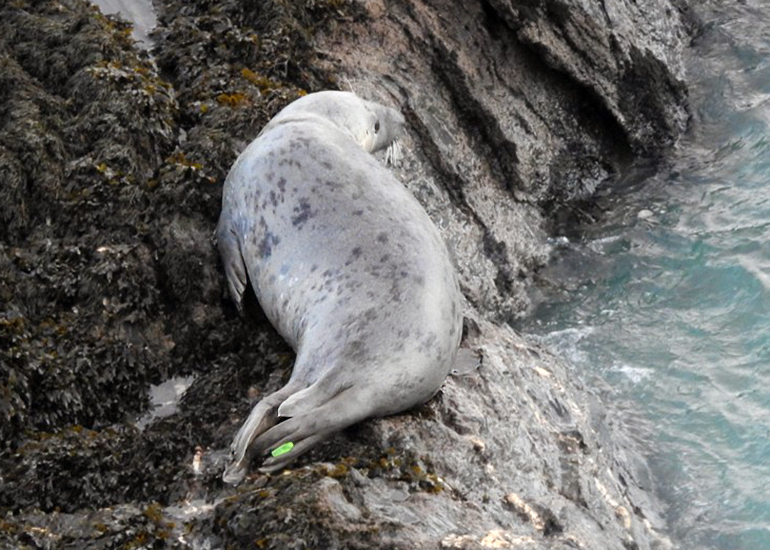 Kipper - Photo credit - Rob Wells - 22nd January 2025