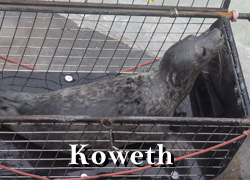 Koweth