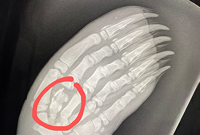 Leaf Cutter - xray