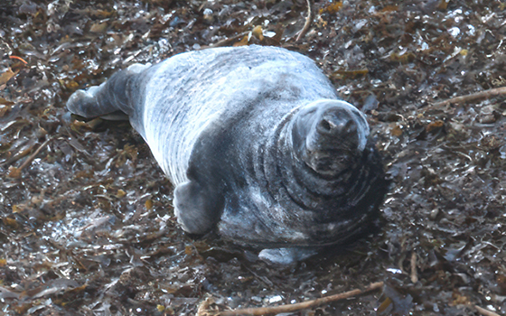 Lewis - Photo Credit - Seal Research Trust