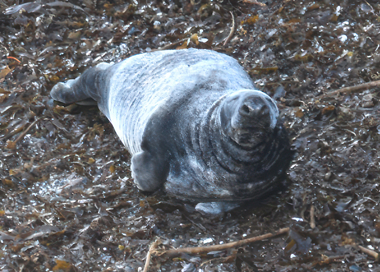 Lewis - Photo Credit -  Helen Hereward - Seal Research Trust