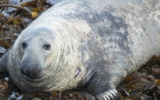 Lewis - Photo Credit - Seal Research Trust