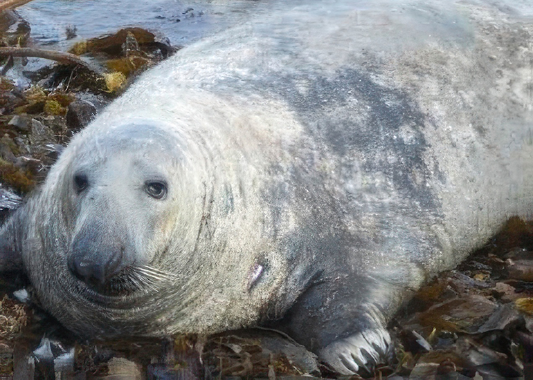 Lewis - Photo Credit - Seal Research Trust
