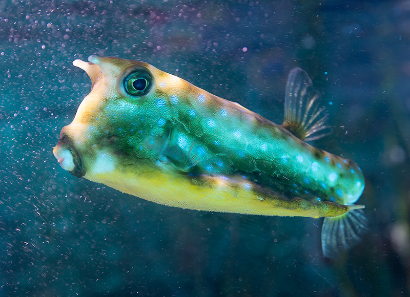 Longhorn Cowfish