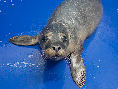 Marshmallow - 12th November 2025