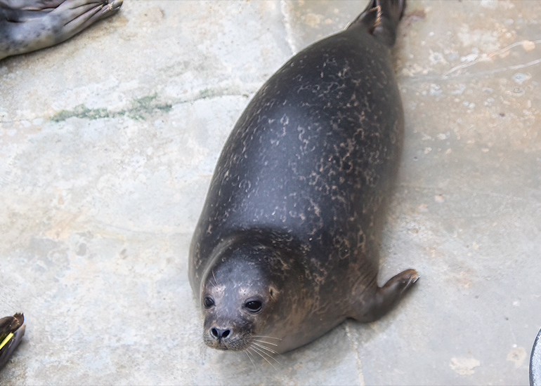 Marshmallow - 14th January 2026