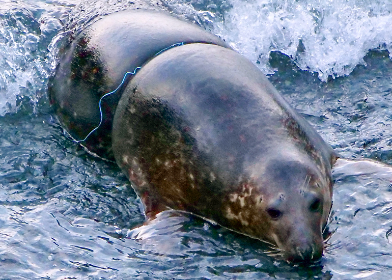 Mayonnaise - PHOTO CREDIT - Peter Hall - Seal Research Trust