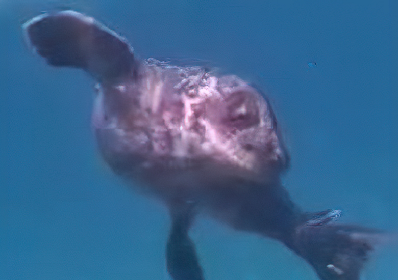 Michael - Photo credit :  Constantine Morris - Seal   Research Trust - 5th May 2026