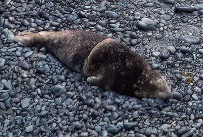 Mayonnaise - 14th December 2024