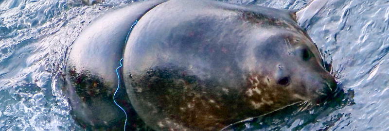 Mayonnaise - 29th February 2024 Photo Credit : Peter Hall - Seal Research Trust