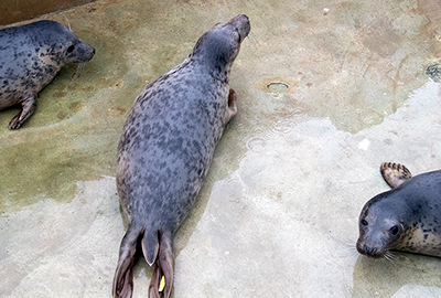 Mochi on 18th February 2026 in the rehab pool