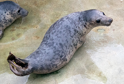 Mochi on 18th February 2026 in the rehab pool