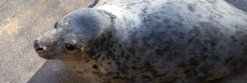 Mochi on 28th January 2026