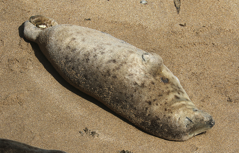 Photo Credits : Richard Brown and Giselle Eagle, Skokholm Wardens, Wildlife Trust of South and West Wales 