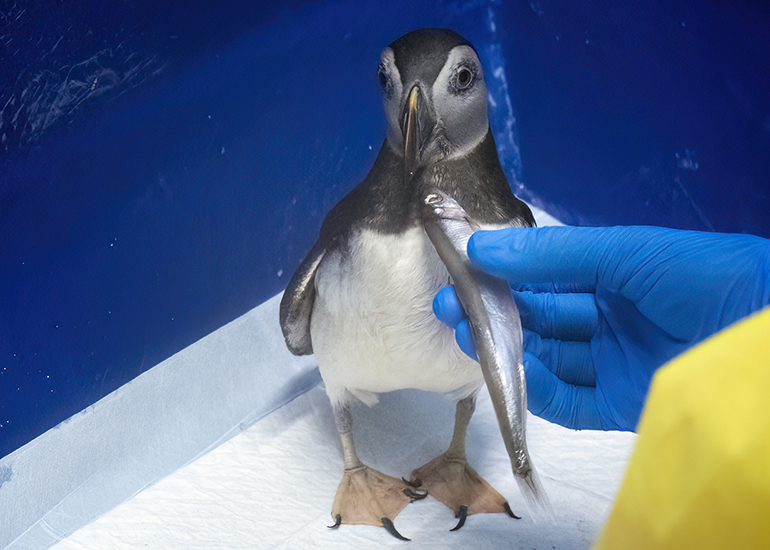 Morris - Puffin
