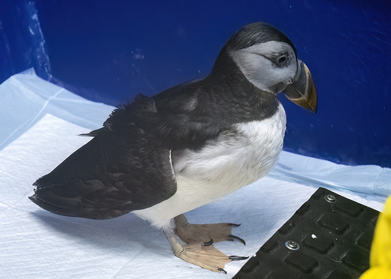 Morris - Puffin