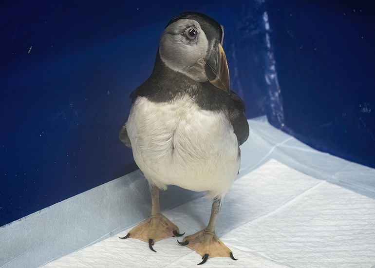 Morris - Puffin