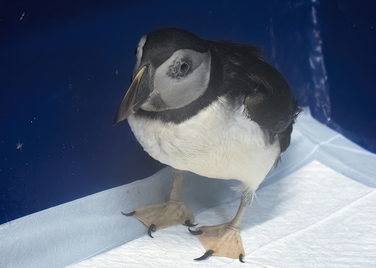 Morris - Puffin