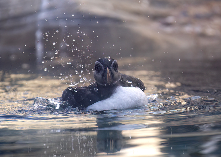 Morris - Puffin
