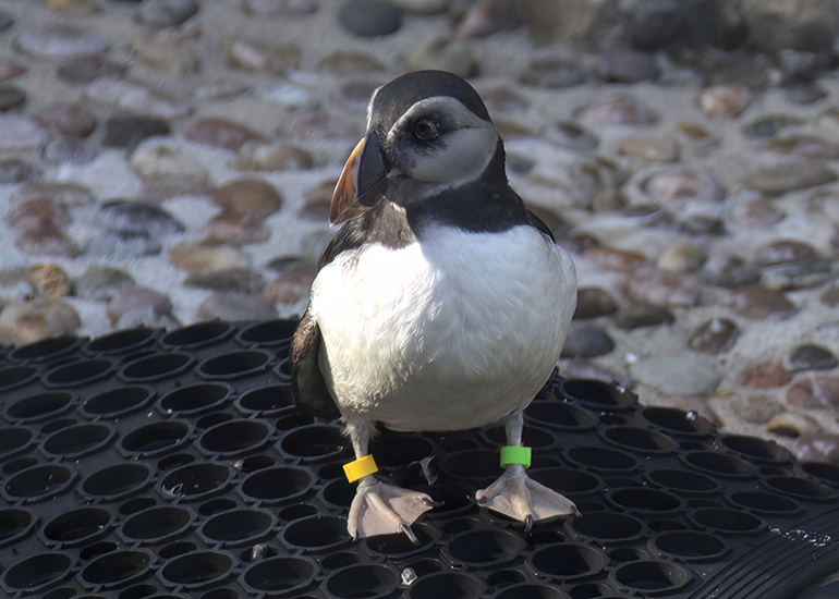Morris - Puffin