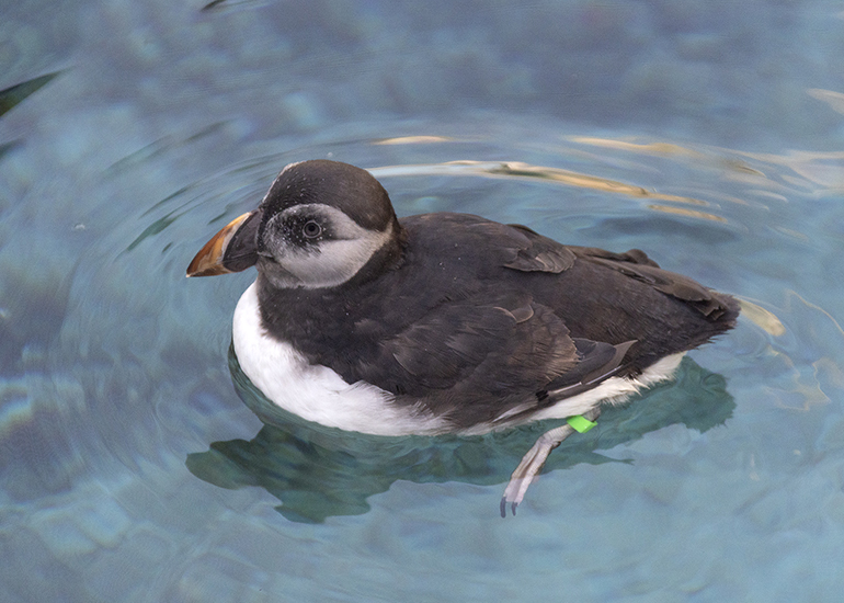 Morris - Puffin
