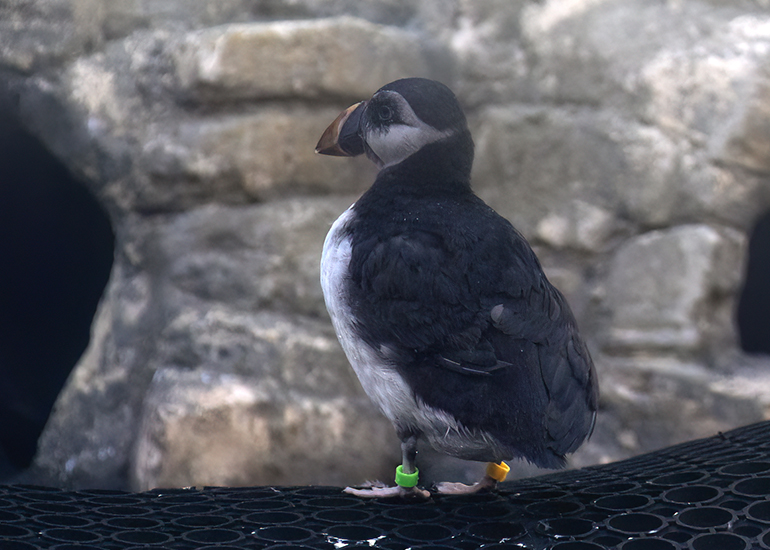 Morris - Puffin