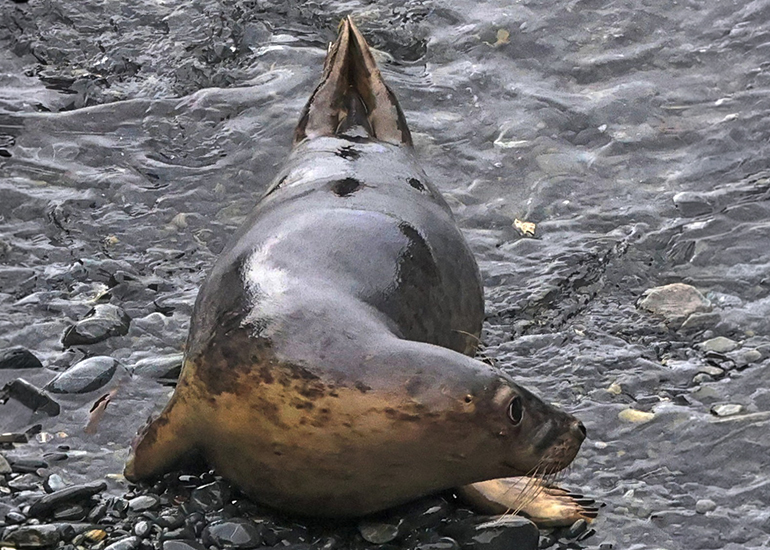 Mousse Pie - Photo credit - Terry Thirlaway - 15th February 2026