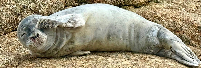Mousse Pie - Photo Credit - Alison Davey - BDMLR