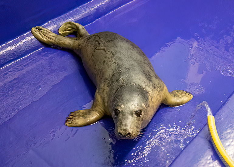 Mousse Pie - 10th December 2025 in the seal hospital
