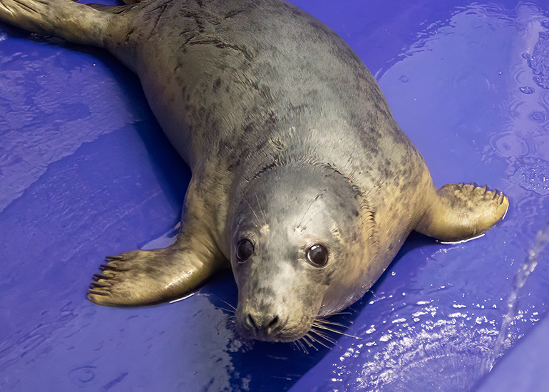 Mousse Pie - 10th December 2025 in the seal hospital
